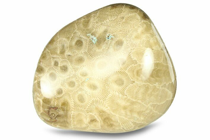 Large, Polished Petoskey Stone (Fossil Coral) - Michigan #293400